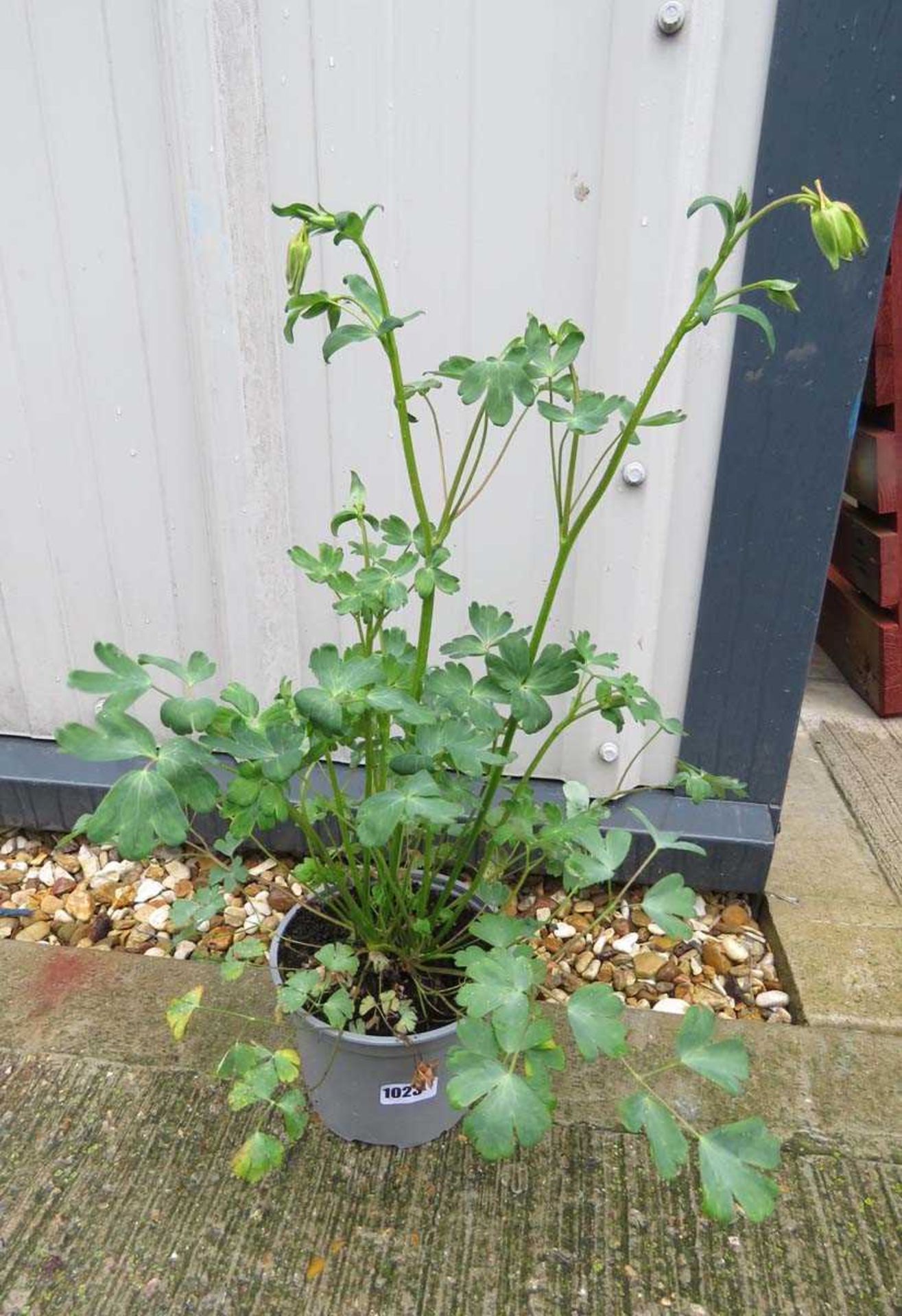 Potted mixed aquilegia