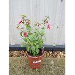 Fuchsia bush