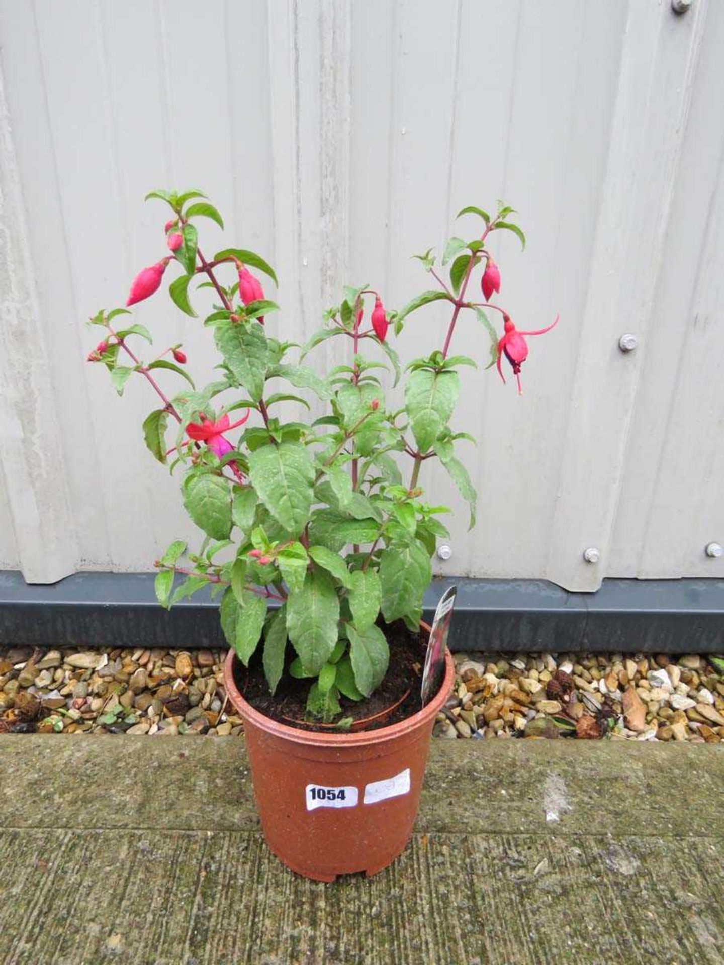 Fuchsia bush