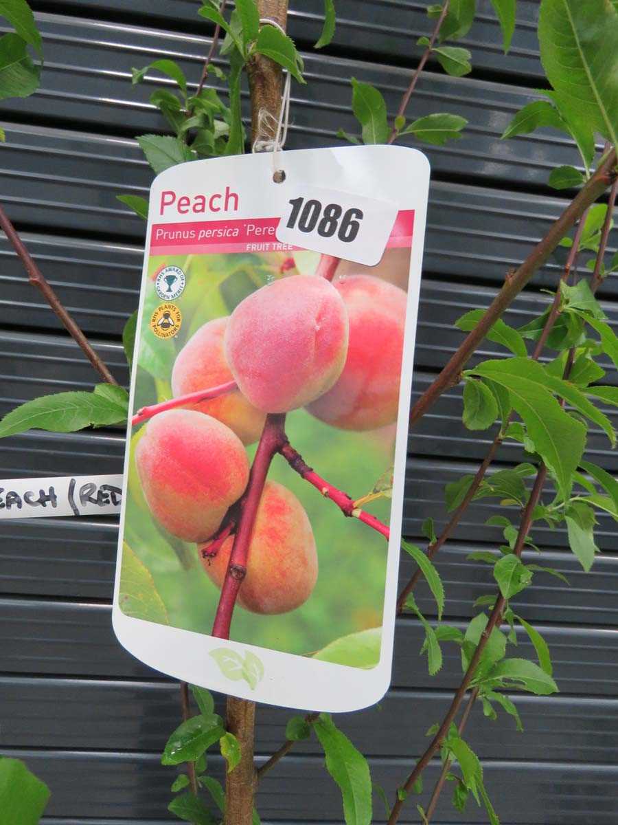 Peach tree - Image 2 of 2