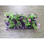 Tray of petunias