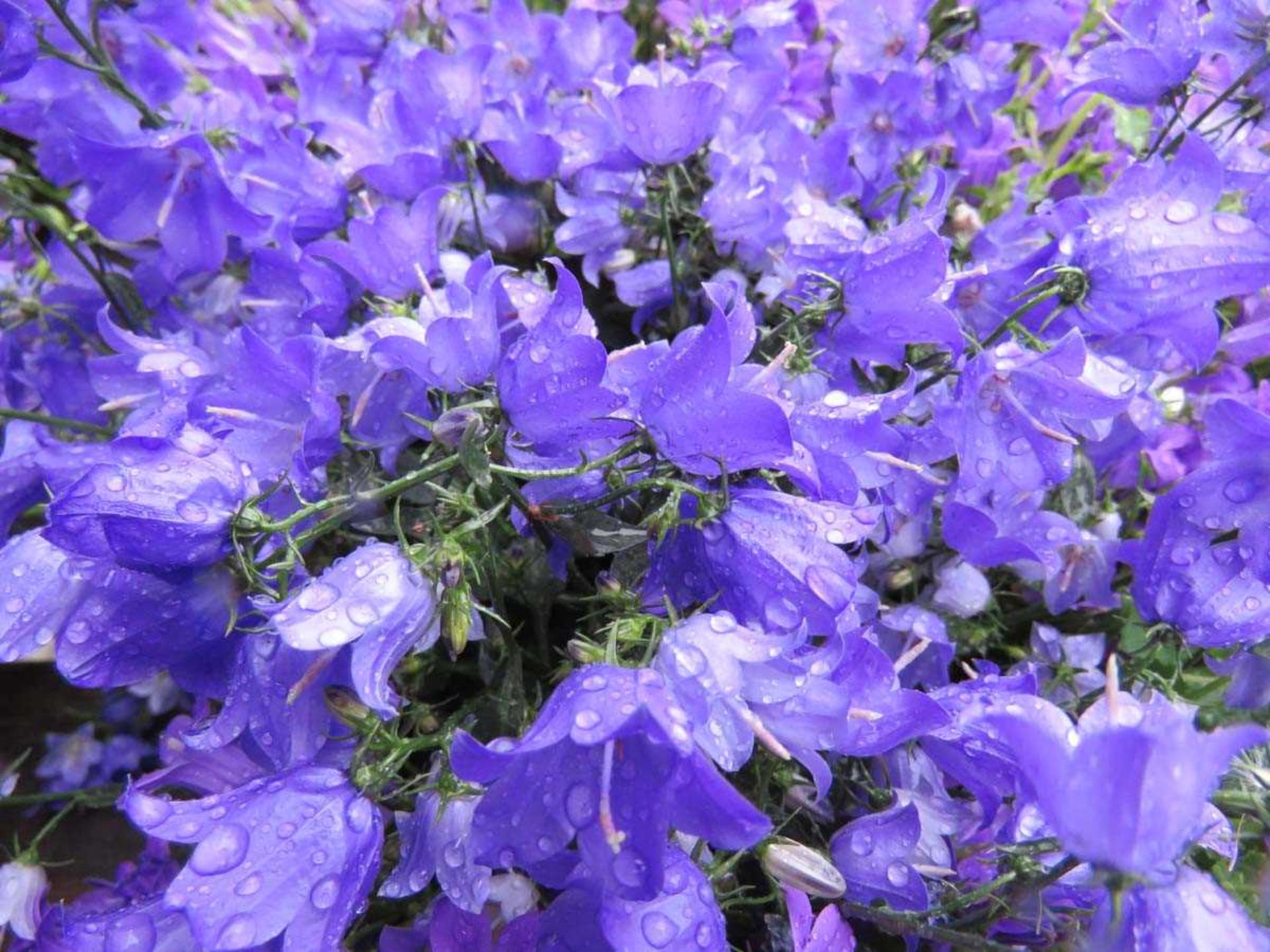 Tray of campanula - Image 3 of 3