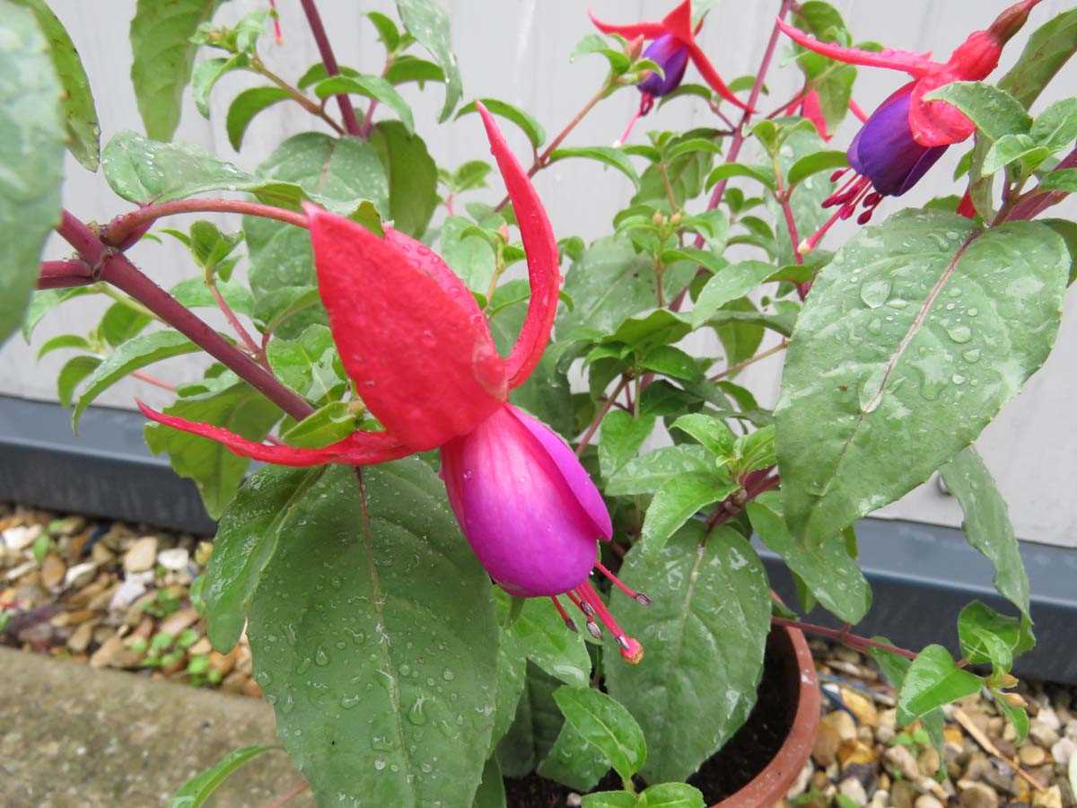 Fuchsia bush - Image 2 of 2