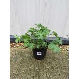 Potted cranesbill blue hardy geranium