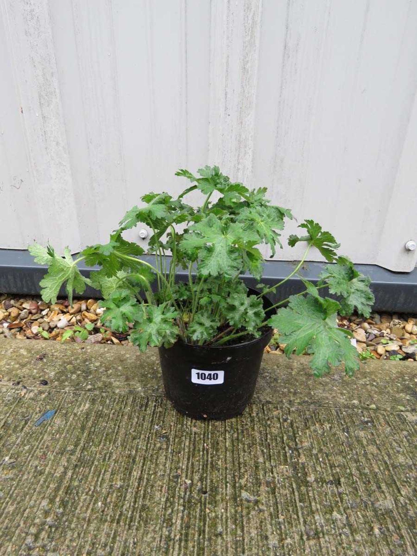 Potted cranesbill blue hardy geranium