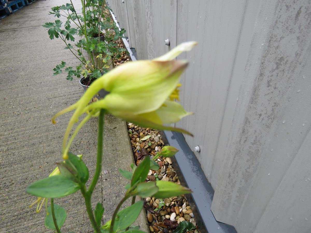 Potted mixed aquilegia - Image 2 of 3