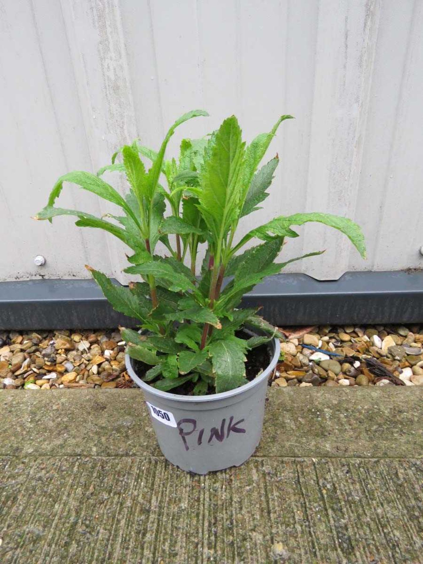 Potted pink verbena