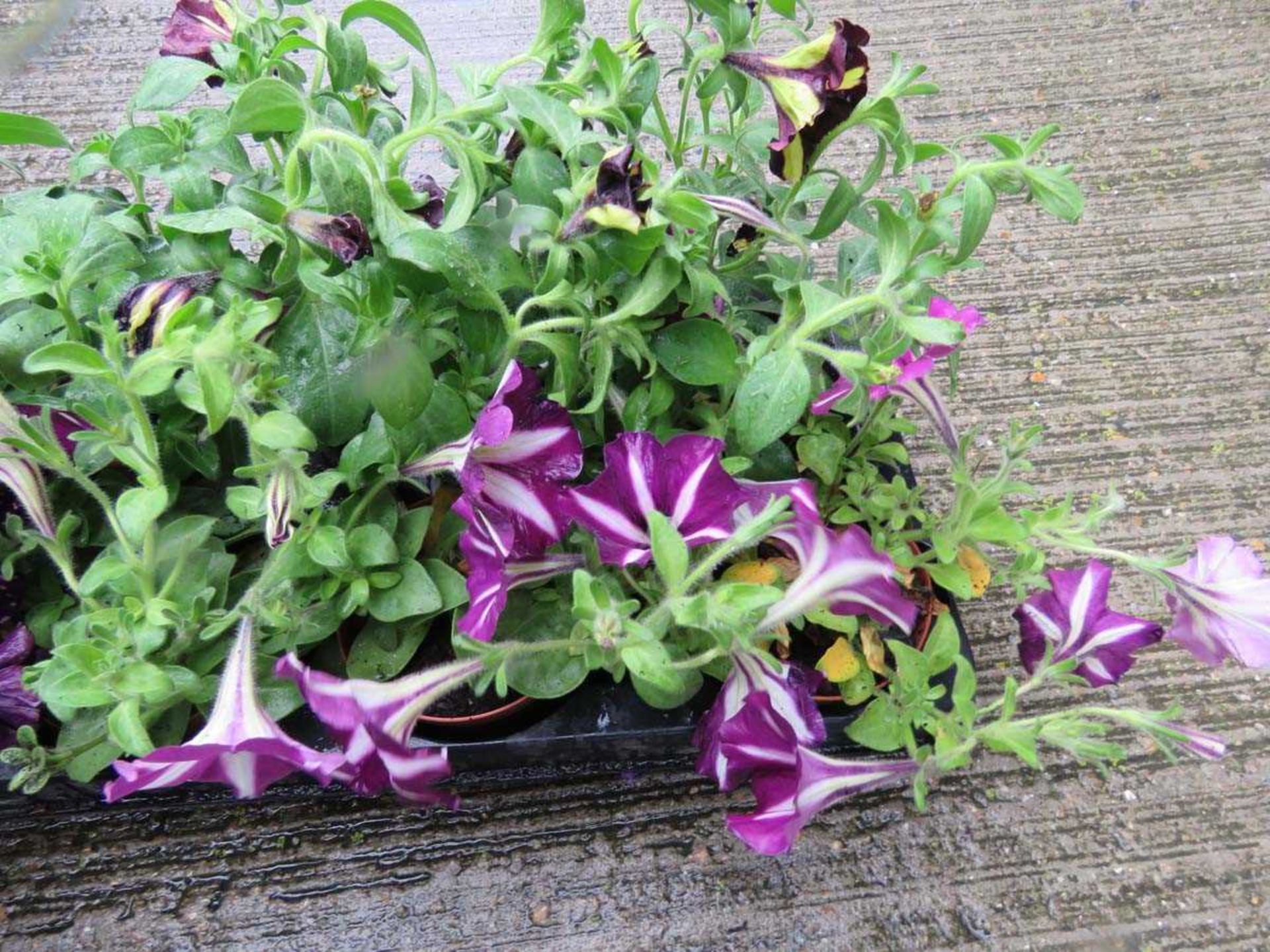 Tray of petunias - Image 3 of 3