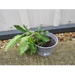 Potted white verbena