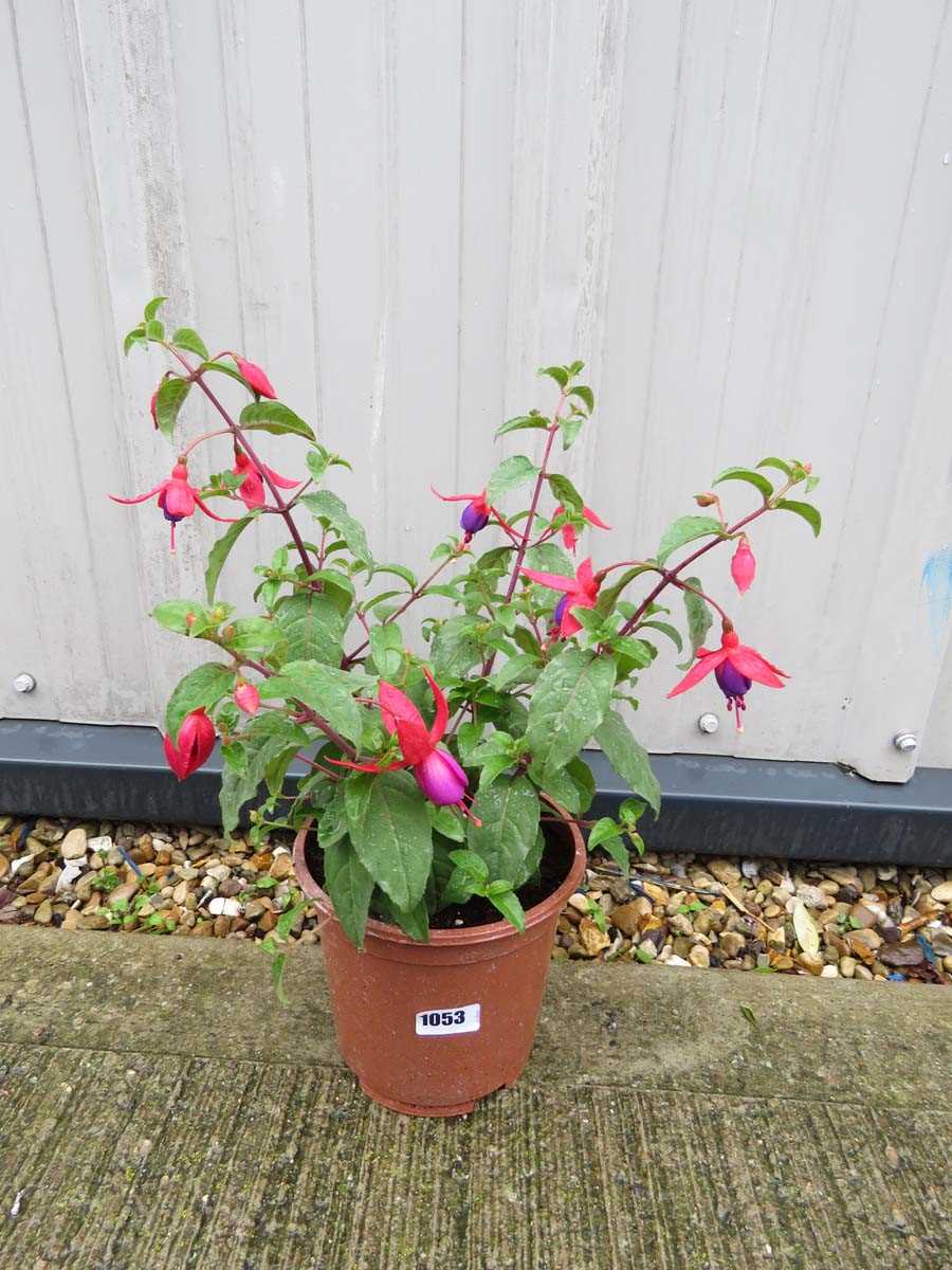 Fuchsia bush