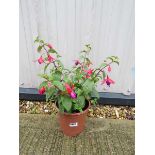 Fuchsia bush