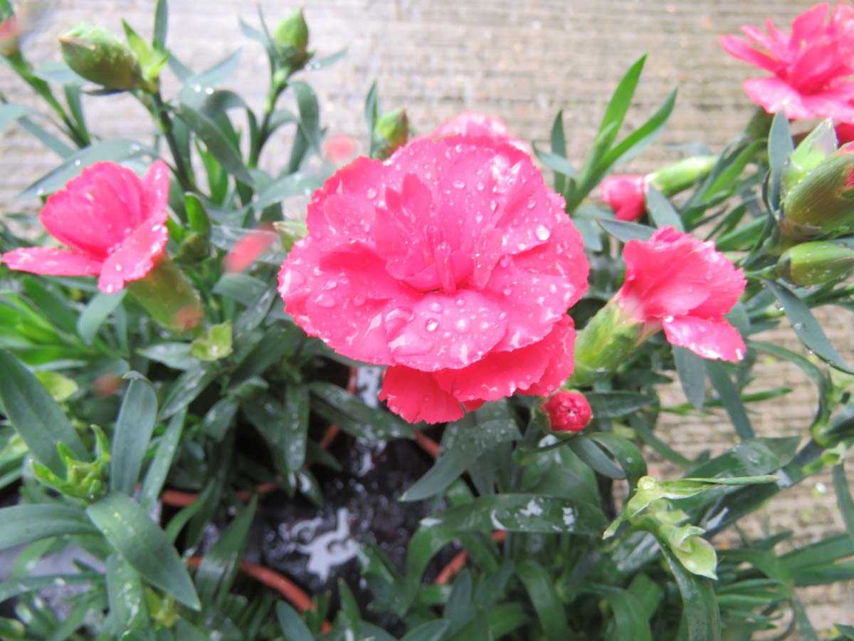 Tray of Oscar Salmon dianthus - Image 3 of 3