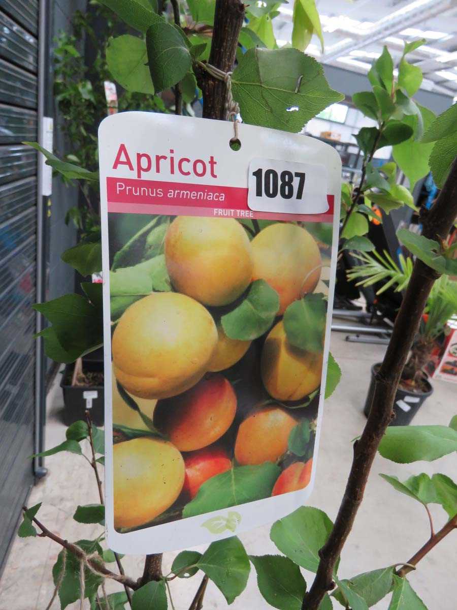Apricot tree - Image 2 of 2