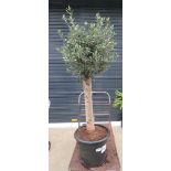 Large olive tree