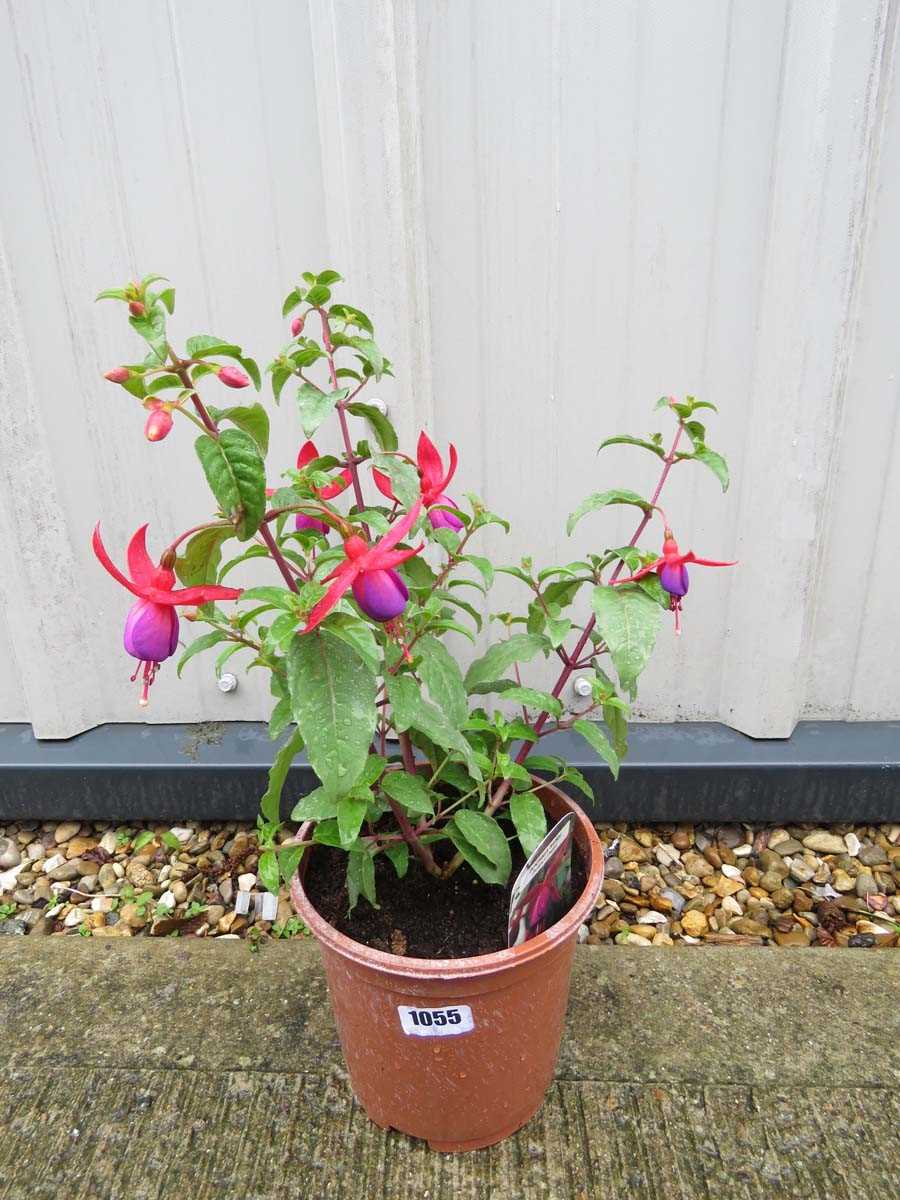 Fuchsia bush