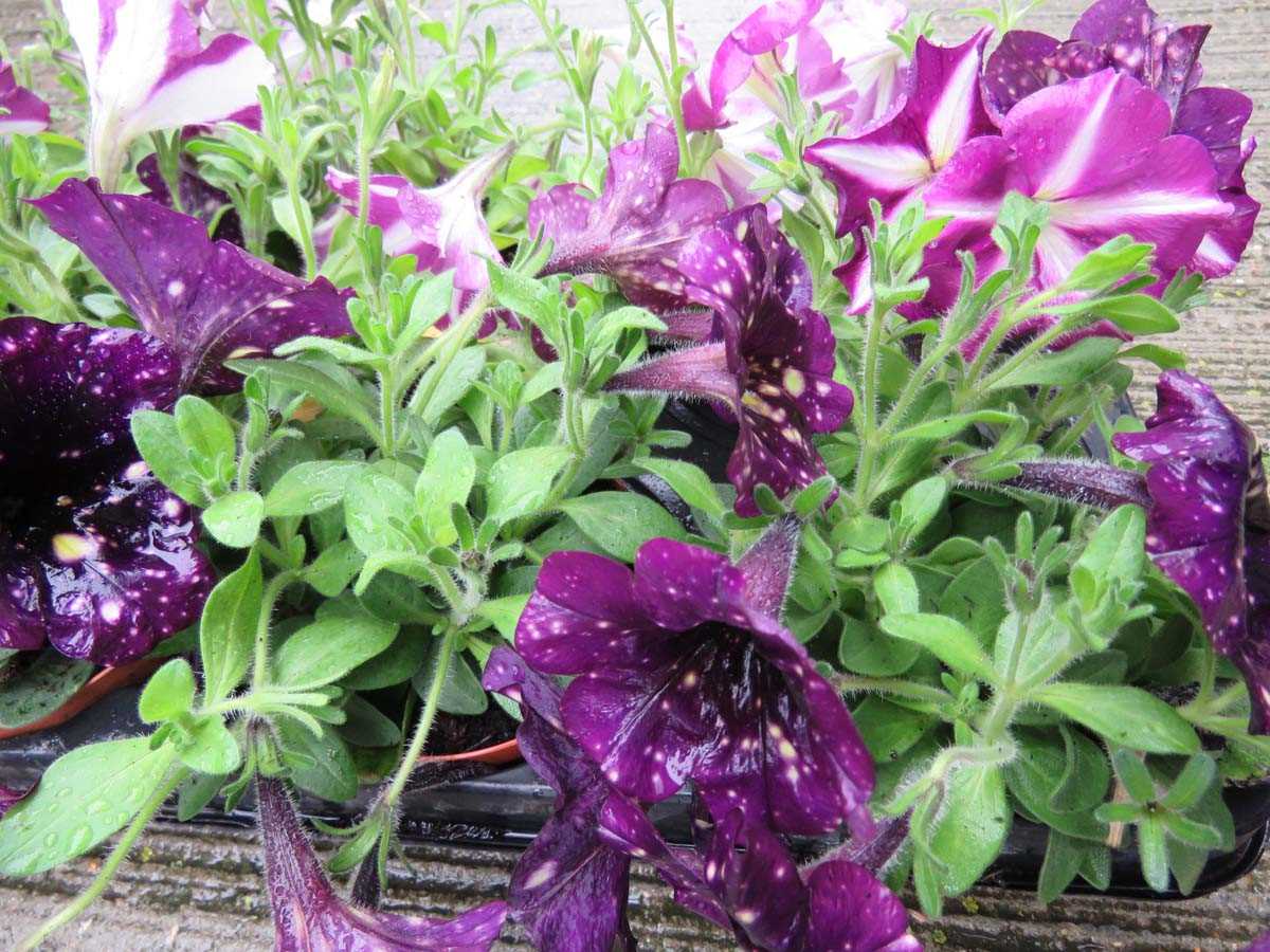 Tray of petunias - Image 3 of 3