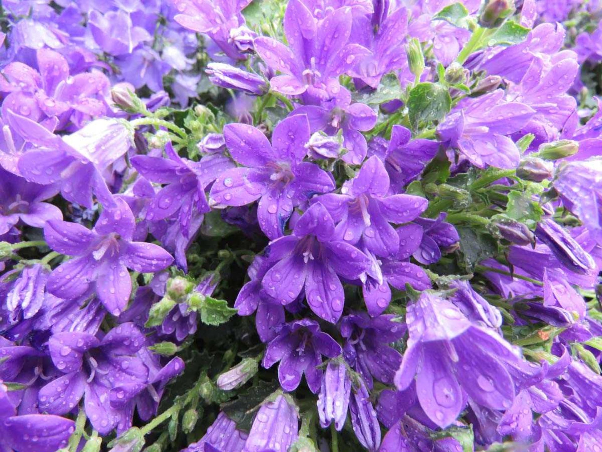 Tray of campanula - Image 2 of 3