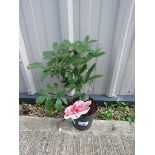 +VAT Potted pink paeonia