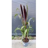 +VAT African breeze purple colour maker (Pennisetum)