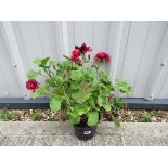 +VAT Potted pink paeonia