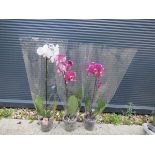 3 orchids (phalaenopsis)