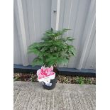 +VAT Potted pink paeonia