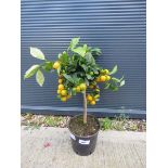 Citrus orange tree