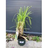 +VAT Potted alba cortaderia selloana