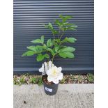+VAT White potted paeonia