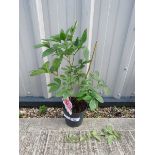 +VAT Potted pink paeonia