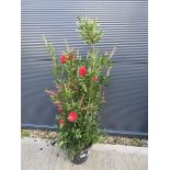 +VAT Bottle brush (calistomon)