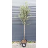 Large olive tree