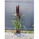 +VAT African breeze purple colour maker (Pennisetum)