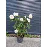 White rose bush