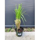 +VAT Potted alba cortaderia selloana