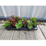 Tray of bedding begonias