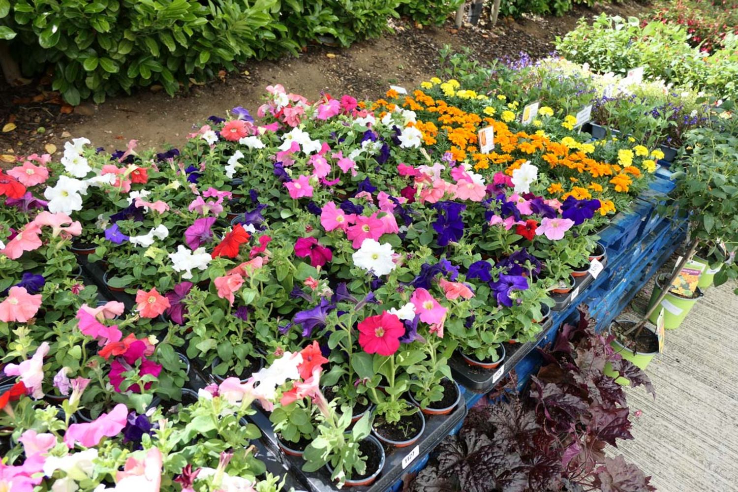 Saleroom 1 Garden Plants & Shrubs