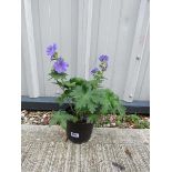 Potted crane bill blue hardy geranium