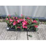 Tray of pink begonias