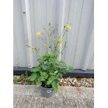 Potted mixed aquilegia