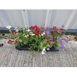 Tray of verbena