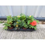 Tray of begonias