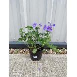 Potted crane bill blue hardy geranium