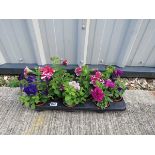 Tray of petunias