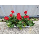 Tray of red geraniums