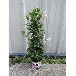 Climbing pink mandevilla