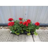 Tray of red geraniums
