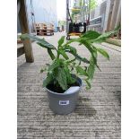 Potted verbena