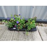 Tray of petunias