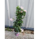 Climbing pink mandevilla